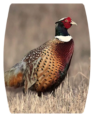 DAREC 307 Pheasant 1